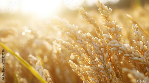 golden wheat field in summer