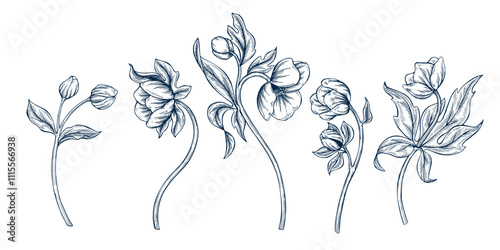 Hellebore botanical set hand drawn Isolated vector illustration. Christmas flower sketch template for card design invitation, packaging, poster, party, holiday decor. Engraving style xmas banner