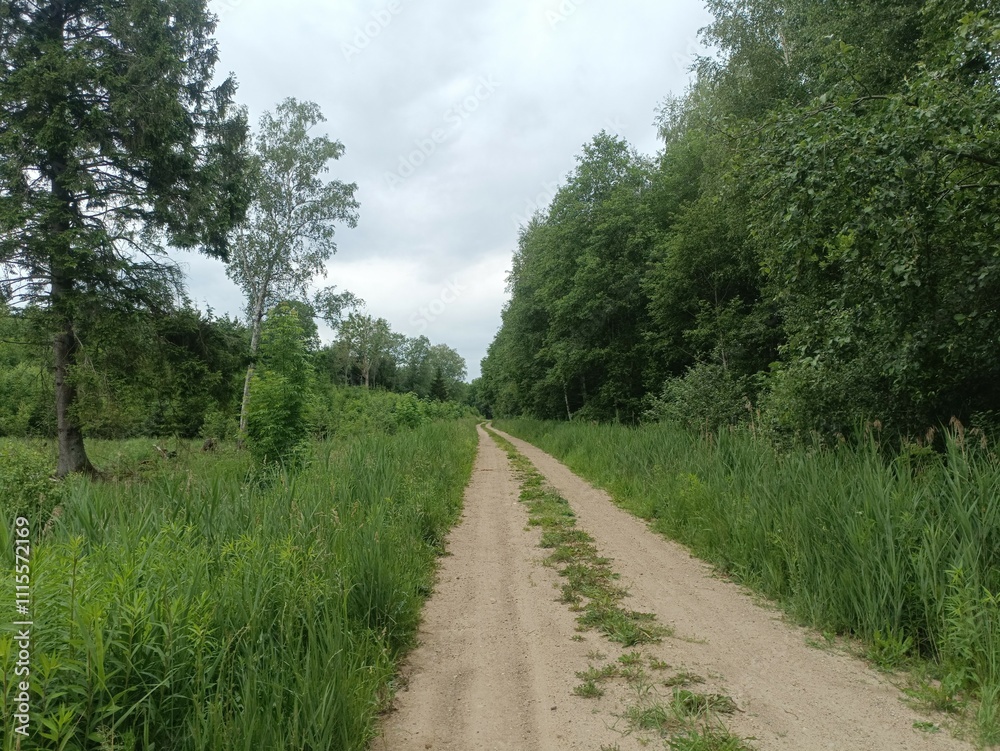 Road in forest in Siauliai county during cloudy summer day. Oak and birch tree woodland. cloud day with white clouds in sky. Bushes are growing in woods. Sandy road. Nature. Summer season. Miskas. Road in forest in Siauliai county during cloudy summer day. Oak and birch tree woodland. cloud day with white clouds in sky. Bushes are growing in woods. Sandy road. Nature. Summer season. Miskas.