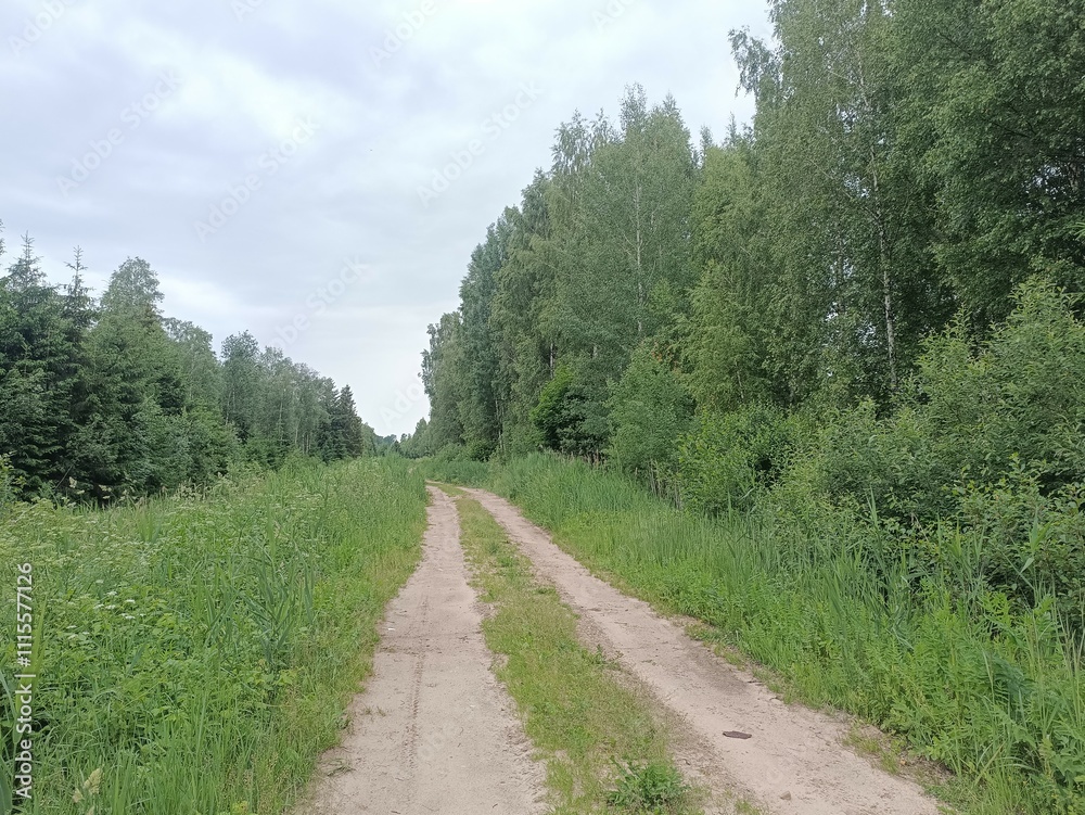 Road in forest in Siauliai county during cloudy summer day. Oak and birch tree woodland. cloud day with white clouds in sky. Bushes are growing in woods. Sandy road. Nature. Summer season. Miskas. Road in forest in Siauliai county during cloudy summer day. Oak and birch tree woodland. cloud day with white clouds in sky. Bushes are growing in woods. Sandy road. Nature. Summer season. Miskas.