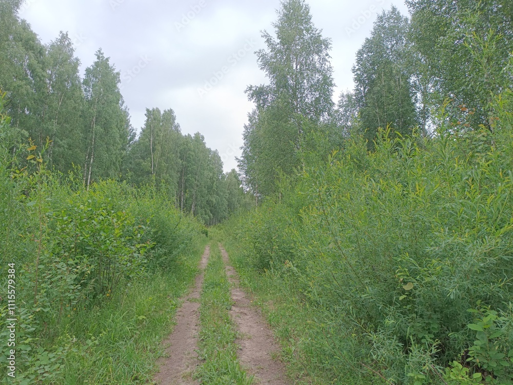 Forest in Siauliai county during cloudy summer day. Oak and birch tree woodland. Cloudy day with white clouds in sky. Bushes are growing in woods. Nature. Summer season. Miskas. Forest in Siauliai county during cloudy summer day. Oak and birch tree woodland. Cloudy day with white clouds in sky. Bushes are growing in woods. Nature. Summer season. Miskas.