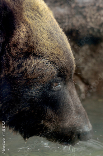 Wallpaper Mural ヒグマ Torontodigital.ca