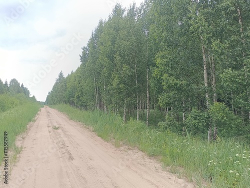 Forest in Siauliai county during cloudy summer day. Oak and birch tree woodland. Cloudy day with white clouds in sky. Bushes are growing in woods. Nature. Summer season. Miskas. photo