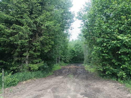 Forest in Siauliai county during cloudy summer day. Oak and birch tree woodland. Cloudy day with white clouds in sky. Bushes are growing in woods. Nature. Summer season. Miskas. photo