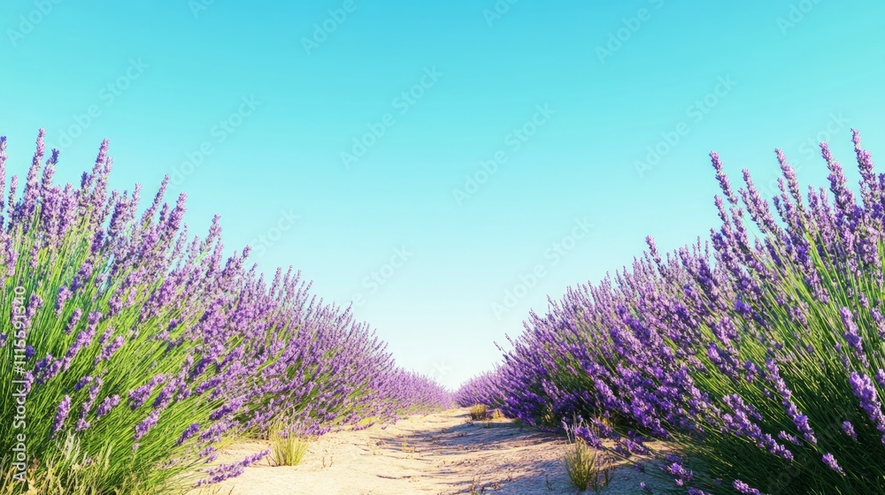 Obraz premium Lavender Serenity, a vast field of vibrant purple blooms under a clear blue sky, embodies tranquility and the serene beauty of nature's colorful expanse.