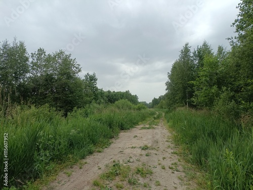 Forest in Siauliai county during cloudy summer day. Oak and birch tree woodland. Cloudy day with white clouds in sky. Bushes are growing in woods. Nature. Summer season. Miskas. photo