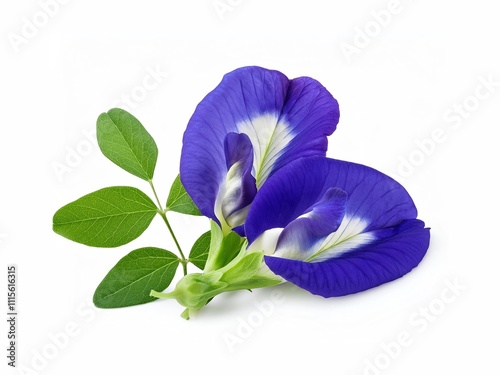 Closeup butterfly pea flower (blue pea, bluebellvine, cordofan pea, clitoria ternatea) with green leaves isolated on white background.