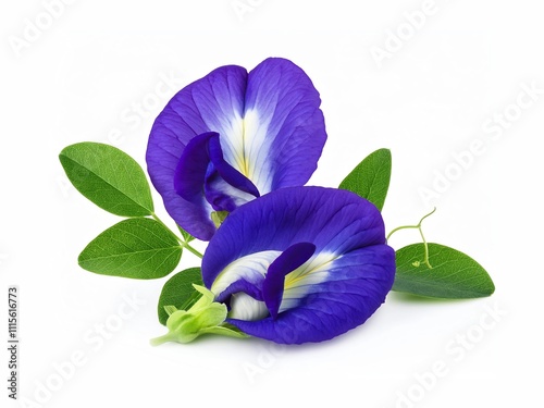 Closeup butterfly pea flower (blue pea, bluebellvine, cordofan pea, clitoria ternatea) with green leaves isolated on white background.