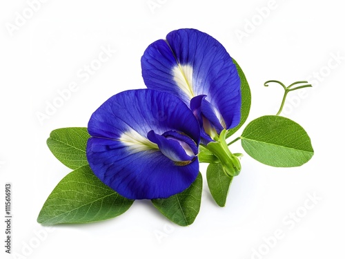 Closeup butterfly pea flower (blue pea, bluebellvine, cordofan pea, clitoria ternatea) with green leaves isolated on white background.