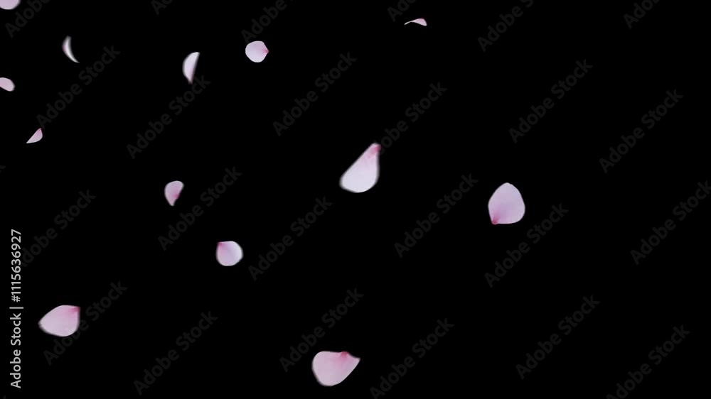 Cherry Blossom Transition on Alpha channel. 3D Rendering. Transition of cherry blossom place on footage or background and easier to adjust colour.
