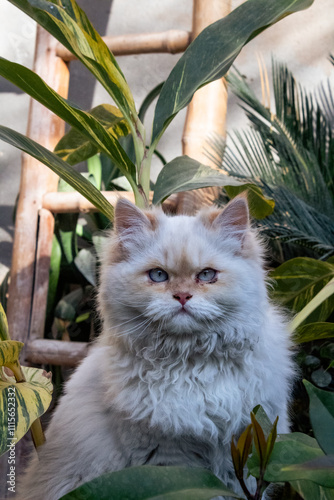 A white Himalayan cat in the Garden