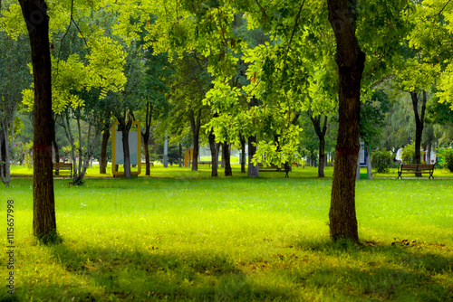 Forests, green spaces, grasslands, and chairs for visitors to rest in urban parks