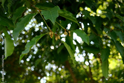 Young flowers of Mimusops elengi or Bullet wood or Bullet cherry on branch and leaves. photo