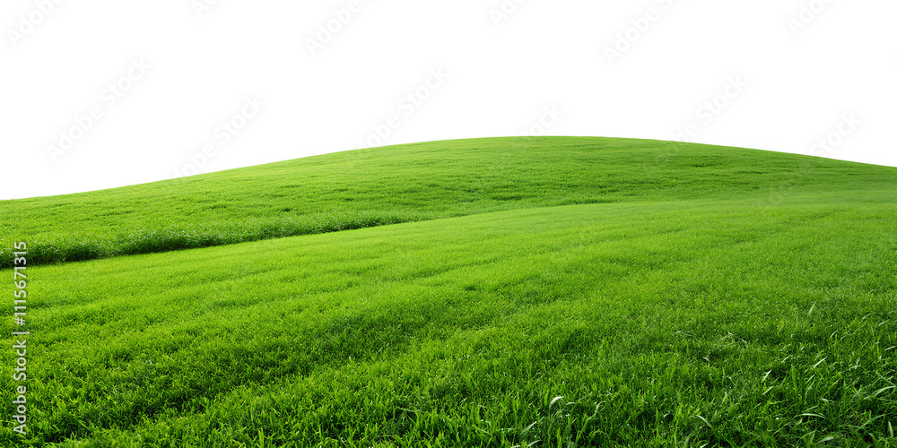 Obraz premium Green hill and grass field isolated on a white background, Cut out, clipping path, full depth