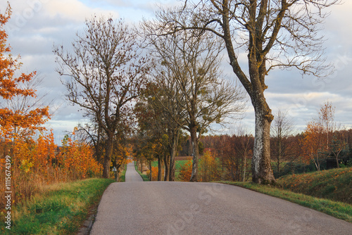 Droga asfaltowa w czasie jesieni