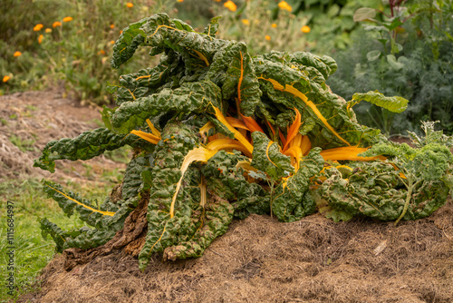Fotografi photo exemple de culture en permaculture, en été avec des légumes comme des bell