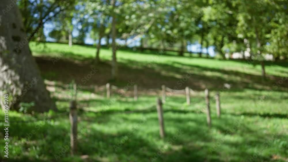 Defocused greenery in villa borghese gardens under bright sunlight captures the serene outdoor ambiance of this iconic rome park setting. Defocused greenery in villa borghese gardens under bright sunlight captures the serene outdoor ambiance of this iconic rome park setting.
