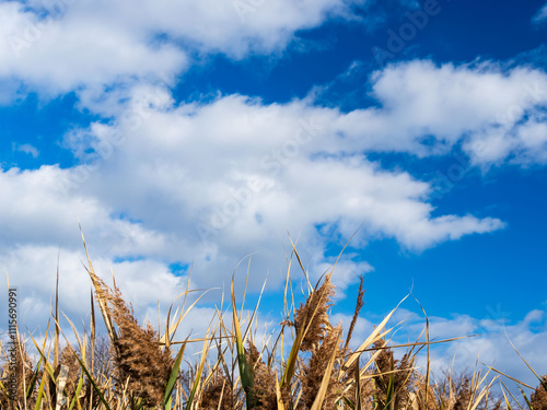 冬の葦原と青空01 photo