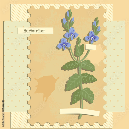 vector collage with flower, germander speedwell, creative composition, herbarium imitation. dried wild plants