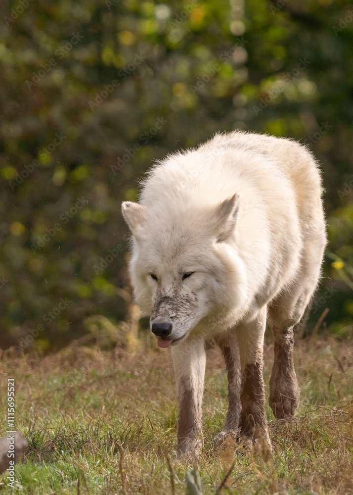 portrait en vertical d'un joli loup artique, avec une superbe fourrure épaisse et blanche portrait en vertical d'un joli loup artique, avec une superbe fourrure épaisse et blanche