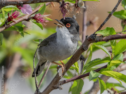 Occhiocotto (Curruca melanocephala) photo