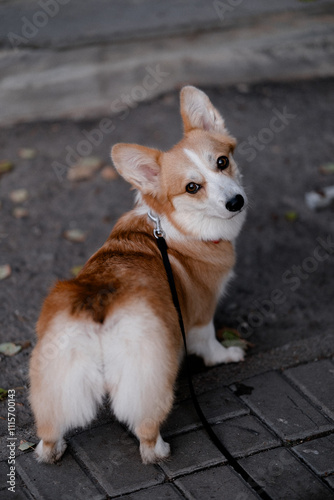 a charming corgi with a white chest and a fluffy tail glancing back at the camera. 