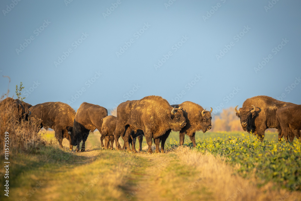 Mammals - wild nature European bison ( Bison bonasus ) Wisent herd standing on field North Eastern part of Poland, Europe Knyszynska Primeval Forest sundown evening photography