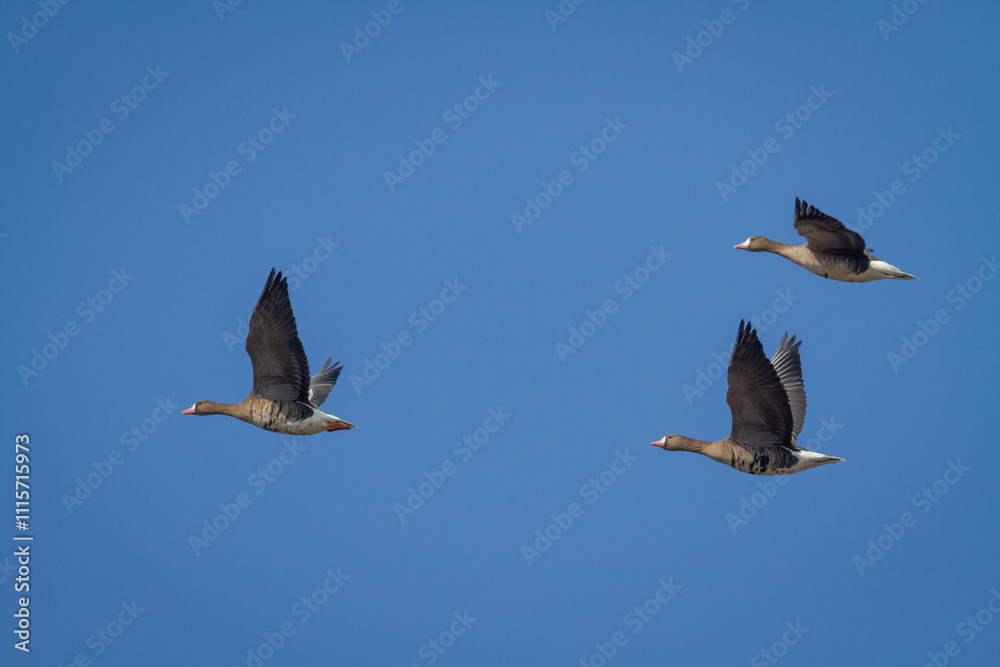 Fototapeta premium Bird goose - Anser albifrons White-fronted Goose migratory bird flying on blue sky in Poland Europe, spring time migration