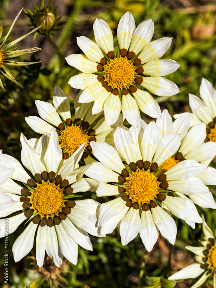 Obraz premium Gazania blossoms in flower bed