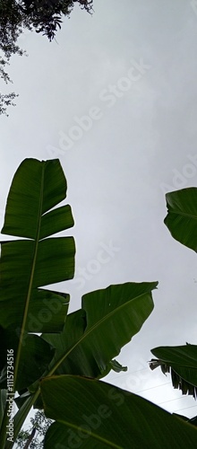 Banana leaves on the sky