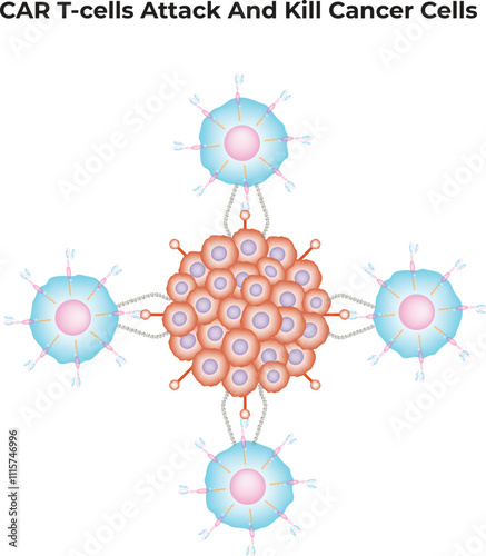 CAR T-cells attack and Kill Cancer Cells  vector Illustration