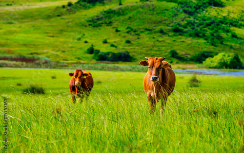 Brown cow grazing in the lush grassland of Wakkerstroom village, Mpumalanga, South Africa photo