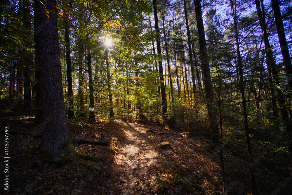 Naklejka premium Gegenlichtaufnahme des Premiumwanderwegs Felsenpfade bei Kirkel, Saarland