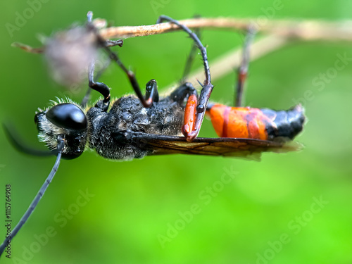 Close up of Great golden sand digger wasp (Sphex ichneumoneus), macro shot of a wasp perched on a wooden branch photo