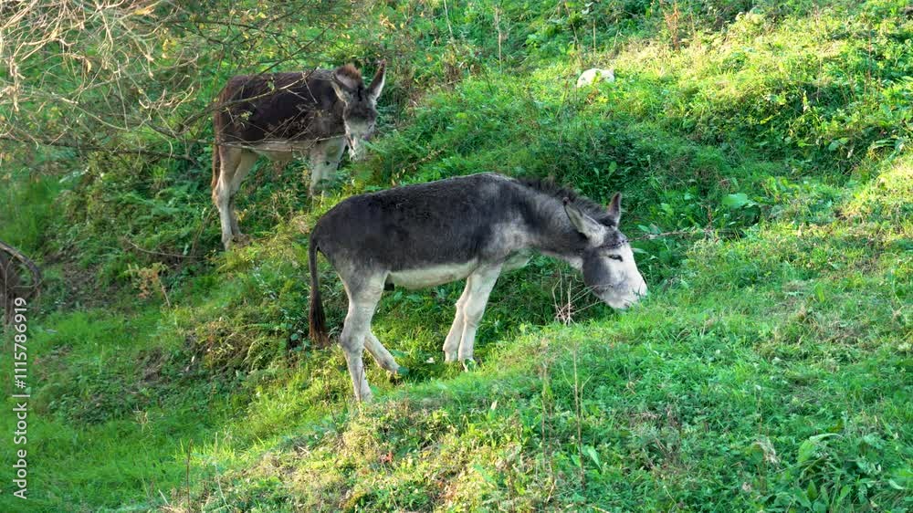 Two donkeys grazing on a lush green hillside under soft sunlight. Rural scene with vibrant nature. Side view Two donkeys grazing on a lush green hillside under soft sunlight. Rural scene with vibrant nature. Side view
