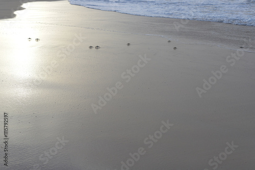 Small walking crabs on the beach near waves of Atlantic Ocean in Cabo Verde in Africa.