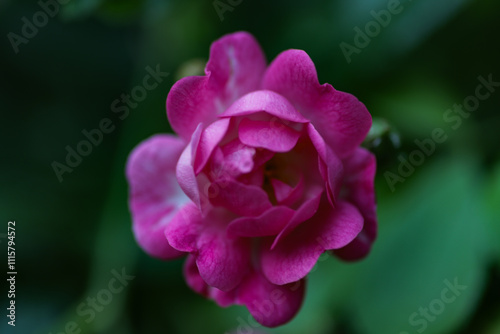 Small roses on early spring in garden.
