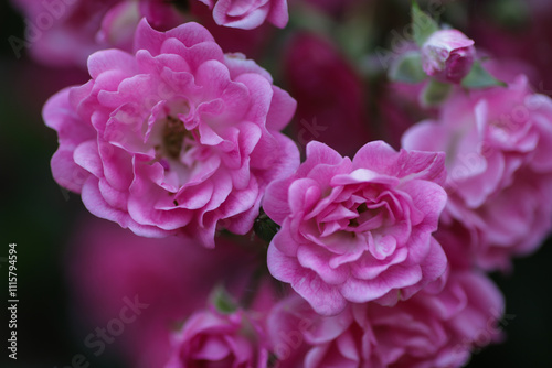 Small roses on early spring in garden.