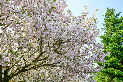 Cherry blossom tree in Ashikaga Flower Park. photo