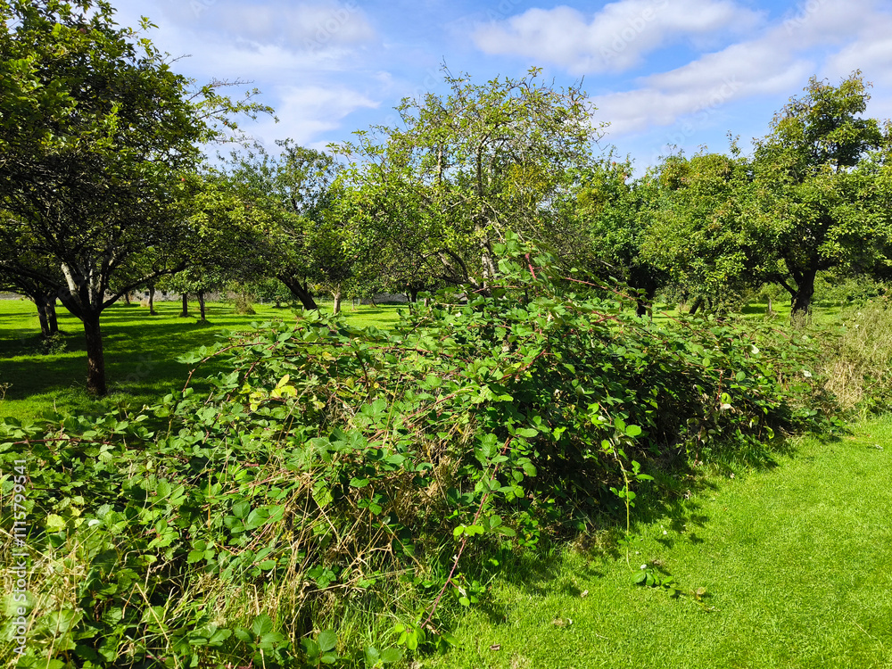 Trees in nature
