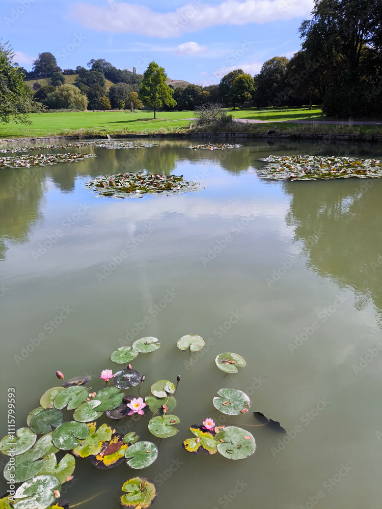 Lake with flowers
