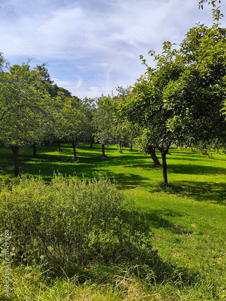 Trees in nature