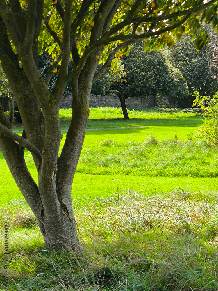 Trees in nature