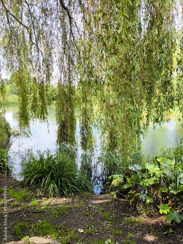 Lake with flowers