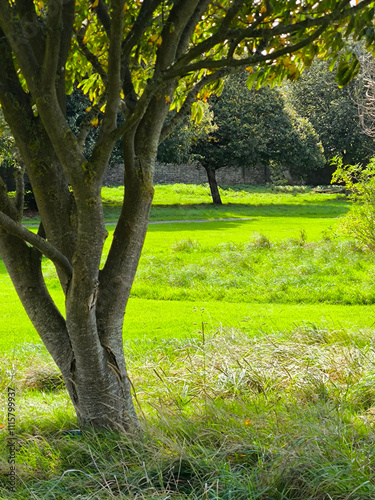 Obraz na płótnie Trees in nature w salonie