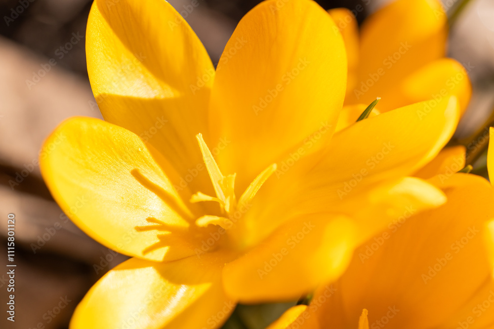 Obraz premium Yellow crocus blooming in spring sunlight: celebrating renewal and growth
