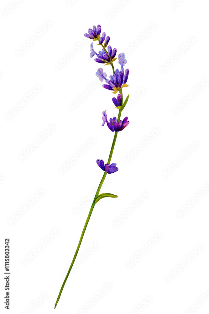 Obraz premium lavender flower, one branch blooming purple color. Hand drawn with watercolor. for aroma perfume, label, poster