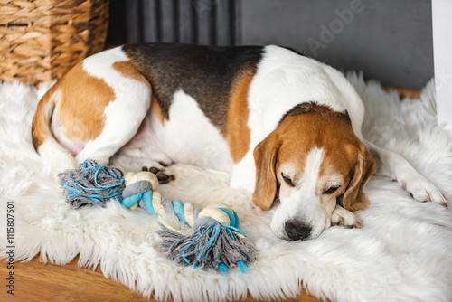 Cute Beagle dog sleeping on rug indoors, closeup. photo