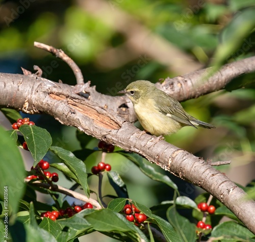 Black-Throated Blue Warbler photo