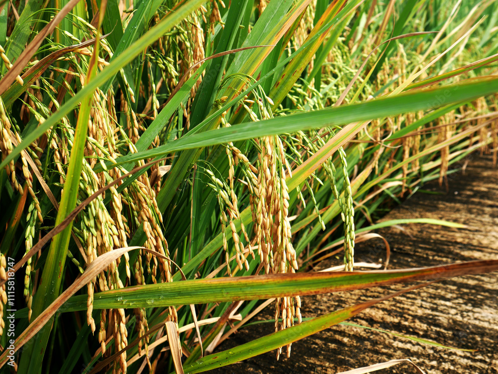 Obraz premium The rice grains are starting to turn yellow as a sign that the harvest is almost here
